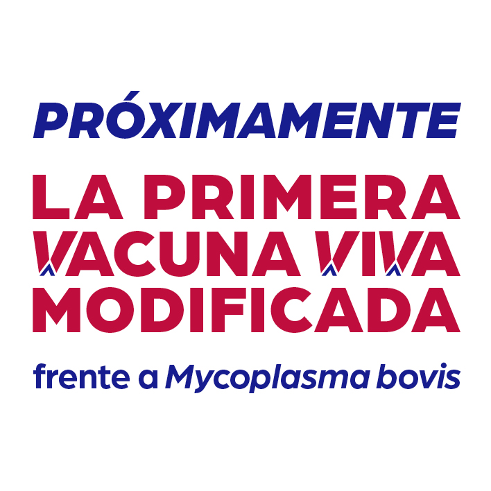 Próximamente la primera vacuna viva modificada frente a Mycoplasma Bovis